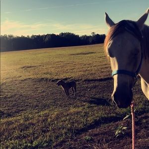 Looking for jeans & cowgirl clothing!